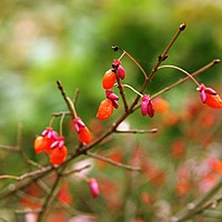 Ideas for gorgeous trees for small gardens and how to plant them.