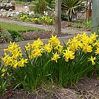 Daffodils in March?