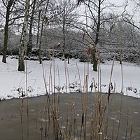 January snow at Charnwood