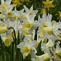 Daffodils in March?
