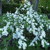 Interesting Spring flowering shrubs