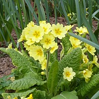 Primroses and violets