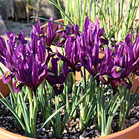 Iris reticulata 'George'