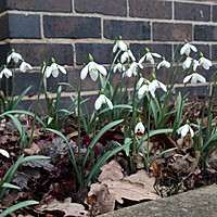 Snowdrops, Helebores and weeds