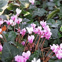 Hardy cyclamen looking lovely at Charnwood today