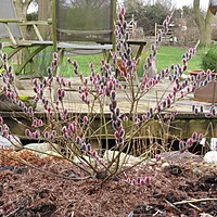 Pink Willow