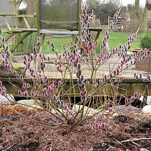 Pink Willow