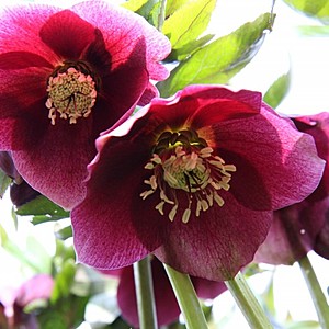 Hellebores and pruning