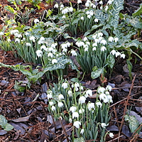 snowdrops