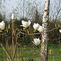 Magnolias and Wisterias