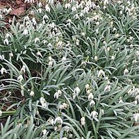 Snowdrops - do we split and re-plant 'in the green'?