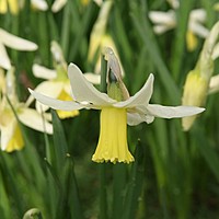 Have a look at these gorgeous daffodils at 'Charnwood' today