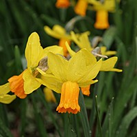 Have a look at these gorgeous daffodils at 'Charnwood' today