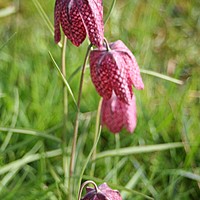 Snakeshead fritillaries by the pond at Charnwood