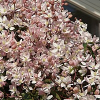 Armandii clematis today looking and smelling fab!