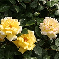 Roses out now - 3 of the best
