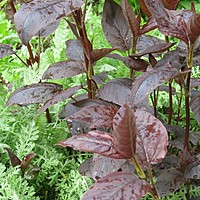 Good colour combinations 3: using foliage creatively in your borders